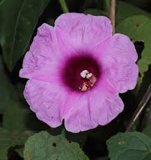 Image result for Ipomoea involucrata