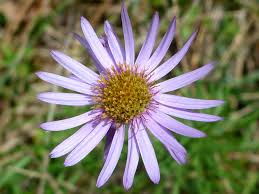 Image result for Aster chimanimaniensis