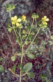 Image result for Zygophyllum cuneifolium