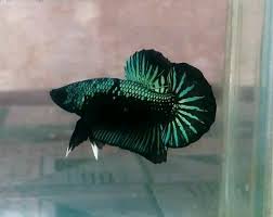 Green Samurai Star Tail Ikan Cupang Ikan