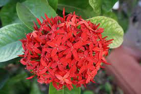 Are you searching for indian blooms in the month of january? 20 Permanent Flowering Plants In India That Live All Year Perennials