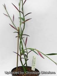 Image result for Monadenium crenatum