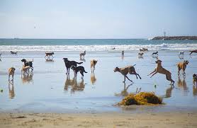 Ocean beach fire pits san diego. 12 Top Rated Beaches In San Diego Ca Planetware