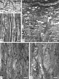 Image result for Steganotaenia hockii