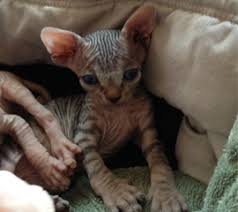 This cat and a few other naturally hairless cats have been found worldwide; Sphynx Kittens Hairless Cat Adoption Odd Eyed Sphynx San Diego Ca