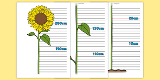 free flower height chart height chart height display