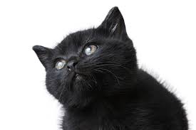 Can Cats Have Down Syndrome Everything You Need To Know