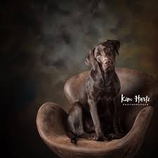 Kim Hartz Photographer Pet Portraits Pet Photographer Pet Photography Labrador Retriever Studio P Animal Photography Pet Photographer Dog Photoshoot