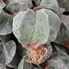 Image result for Biophytum crassipes