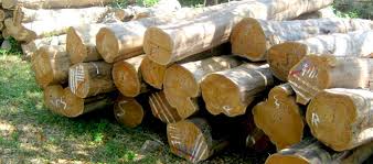 Harga papan kayu pallet jati belanda (update awal januari 2016) : Update Kisaran Harga Bibit Dan Kayu Jati Emas Di Pasaran Daftar Harga Tarif
