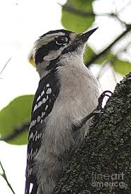 Check spelling or type a new query. Baby Downy Woodpecker Perched On Branch Photograph By Scott D Van Osdol