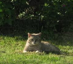 Like a sophisticated satellite dish turning to pick up a signal, the cat's external ear, or pinna, rotates up to 180 degrees to. Feral Cats In The Spotlight
