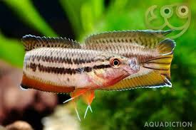 Image result for Duosperma glabratum