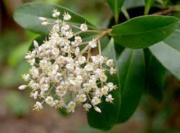 It is a good bee plant and the flowers are very aromatic. Florida Friendly Flowers Shrubs At Home Landcrafters Fl