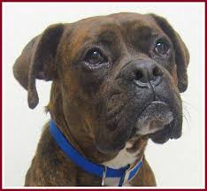 On this page we have links to breeders in wisconsin. Boxer Dog Posters With Quotes Quotesgram