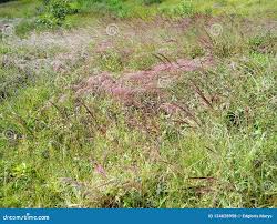 Image result for Melinis minutiflora