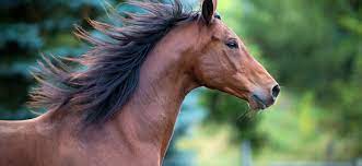 De superbes coloriages à imprimer gratuitement ! Eco Loriage Un Cheval A Imprimer Pret A Galoper