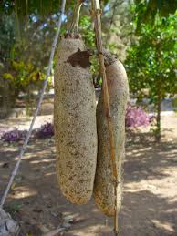 Image result for Kigelia