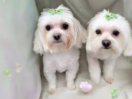 Maggie Bassett Fine Art