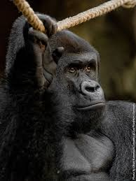 Gorilla Silverback Viatu Gorilla Frankfurt Zoo Ape Silverback Silverback Gorilla Gorilla Gorilla Zoo