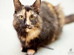 Why buy a domestic mediumhair kitten for sale if you can adopt and save a life? Domestic Mediumhair Cat Breed Guide And Facts About Domestic Mediumhair Youtube