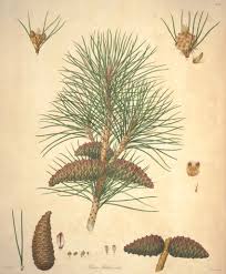 Image result for Pinus