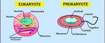 We are made from eukaryotic cells because most of our cells have a nucleus. What Are Prokaryotic And Eukaryotic Cells Brainly In