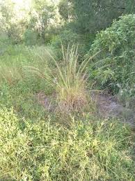 Image result for Sporobolus natalensis