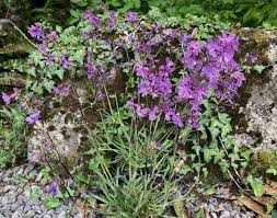 Image result for Silene abyssinica