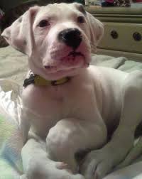 We prefer this so that each puppy gets the proper amount of time, attention, socialization, and love that they need and deserve during their puppy stage. American Bulldog Dog Breed Pictures 9