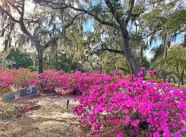Learn about the rich history of the city while viewing stunning natural beauty and magnificent architecture. 3 Of The Best Reasons To Visit Savannah Ga In Spring Girl Book The Trip