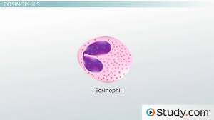 Functions Of Red Blood Cells White Blood Cells Platelets