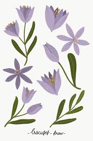 Blooming Purple Flower Transparent Png Free Image By Rawpixel Com Noon Flower Illustration Crocus Flower Flower Drawing