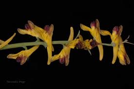 Image result for Corydalis mildbraedii