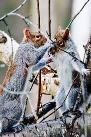 Take That Squirrel Pictures Funny Animals Animals Friends