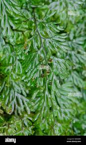 Image result for Hymenophyllum tunbridgense