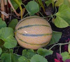 Image result for Acanthosicyos naudinianus