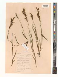 Image result for Platycoryne crocea