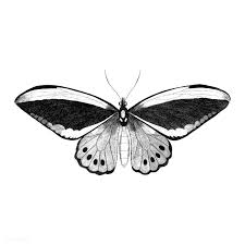 Black And White Striped Butterfly Uk Download Premium Illustration Of Illustration Of Dodo From Zoological In 2020 Moth Illustration Illustration Butterfly Photos