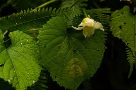 Image result for Momordica foetida