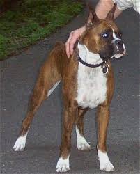 Boxer Dog Breed Information And Pictures