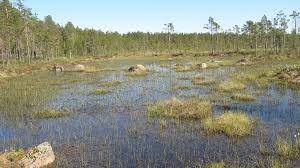bog wikipedia