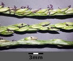 Image result for Digitaria remotigluma