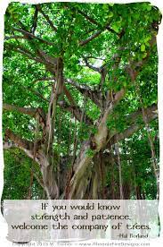  59 Tree Quotes Ideas Tree Quotes Quotes Tree