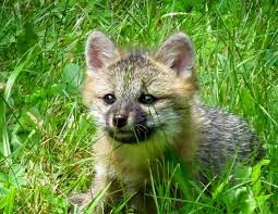 Rescuers have said a fox cub is lucky to be alive after it was rescued from a glue trap in edinburgh. Gray Fox Urocyon Cinereoargenteus