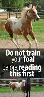Foal Training When To Start Training A Young Horse Horses Foals Baby Horses