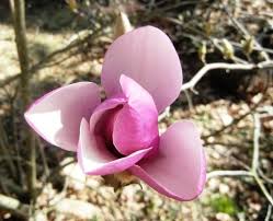 Image result for Mechowia grandiflora