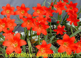 Image result for Cyrtanthus welwitschii