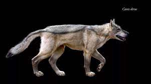 The 20 Biggest Prehistoric Mammals Dire Wolf Mammals Canine