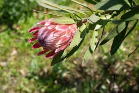 Image result for Protea enervis